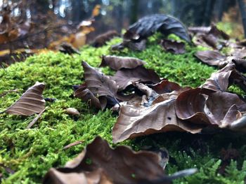 Close-up of mushrooms growing on field