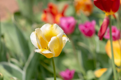 Close-up of yellow tulip
