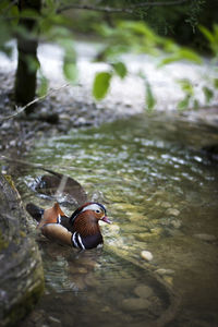 Mandarin duck swimming in lake