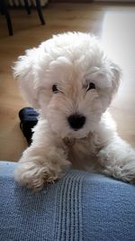 Close-up of dog relaxing at home