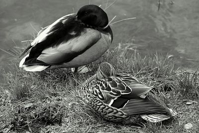 Birds in calm lake