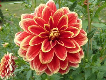 Close-up of flower blooming outdoors