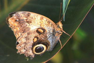 Close-up of butterfly on leaf