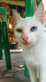 Close-up portrait of cat