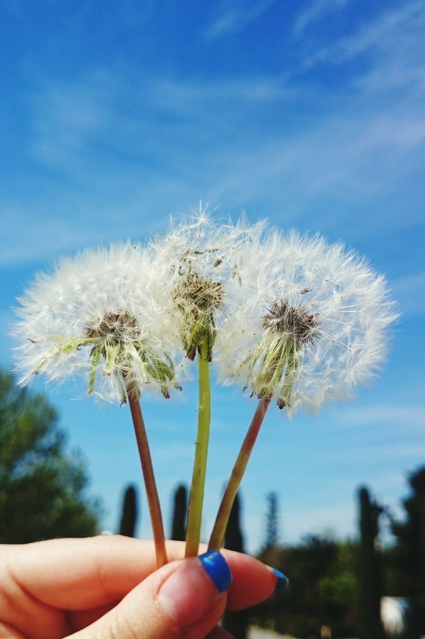 person, holding, part of, cropped, human finger, unrecognizable person, flower, personal perspective, focus on foreground, dandelion, leisure activity, fragility, close-up, sky, blue, lifestyles, freshness