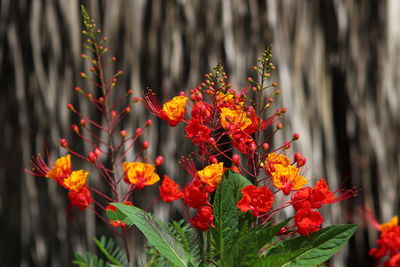 Close-up of orange flowering plants