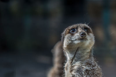 Close-up of an animal looking away