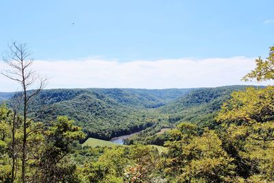 Scenic view of forest against sky