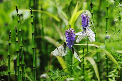 Close-up of honey bee on purple flower