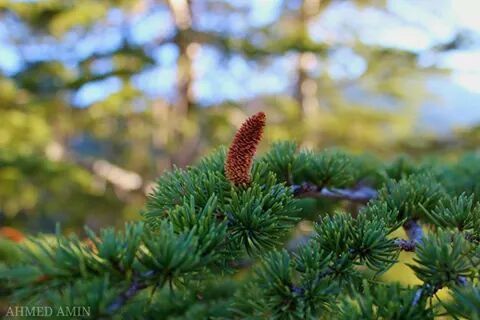 growth, focus on foreground, close-up, plant, nature, selective focus, green color, beauty in nature, leaf, branch, tree, tranquility, growing, outdoors, day, no people, stem, freshness, sunlight, green