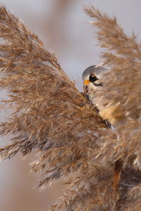 Close-up of bird in nest