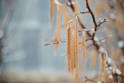 Selective focus on hazel catkins on a tree branch covered with snow and ice. forest in winter.