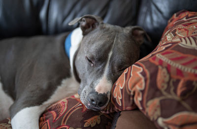 Old pitbull dog is sleeping on your couch