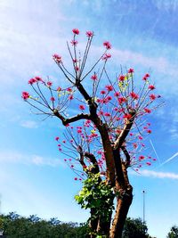 Low angle view of pink flowering tree against sky