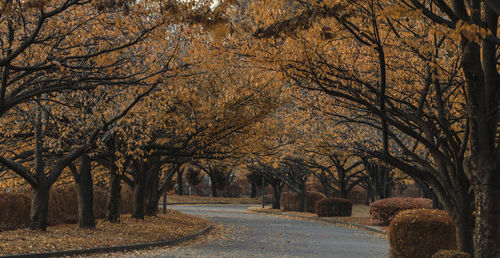 Road amidst trees during autumn