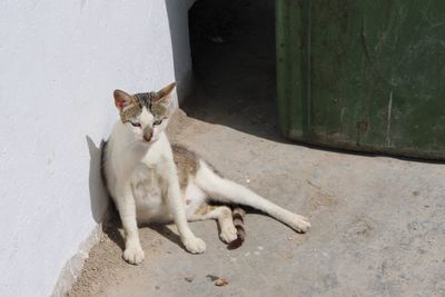 High angle portrait of cat by wall