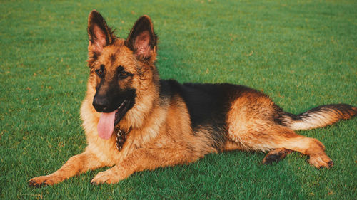 Dog running on field