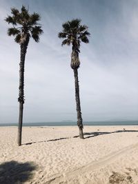 Palm trees on beach against sky