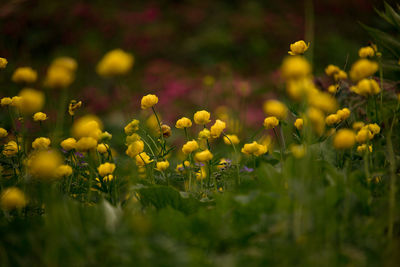 Close-up of yellow flowering plants on field