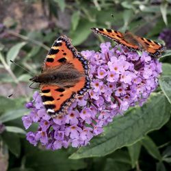 Close-up of butterfly pollinating on purple flower