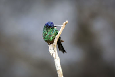 Close-up of bird perching on twig