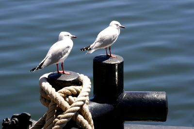 Close-up of bird perching on wooden post