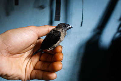 Close-up of hand holding small bird