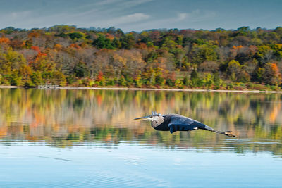 Blue heron flying over lake