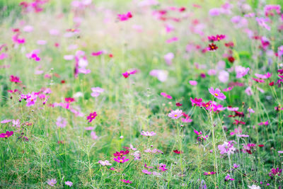 Close-up of pink cosmos flowers on field