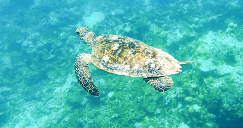 High angle view of turtle swimming in sea