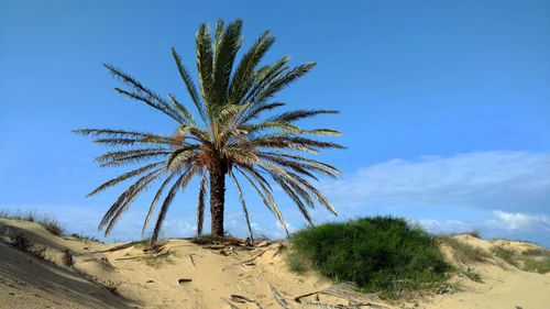 Palm trees on desert against blue sky