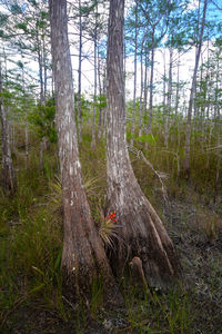 View of tree trunk in forest