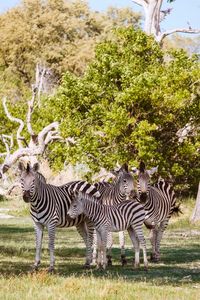 Zebras standing in a park