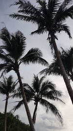 Low angle view of palm trees against sky