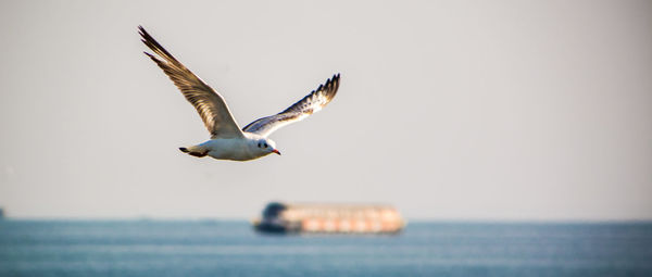 Seagull flying over sea against sky