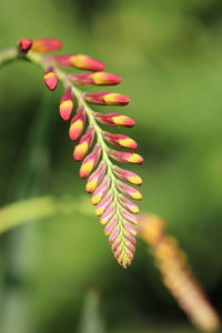 Close-up of pink flowering plant