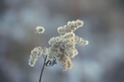 Close-up of plant