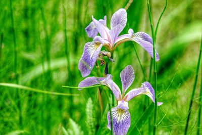 Close-up of purple flowers