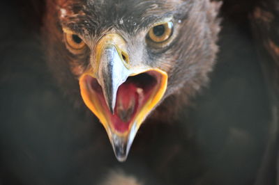 Close-up portrait of pelican