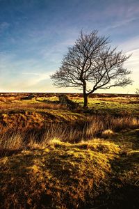 Bare tree on field against sky