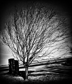 Bare trees on field