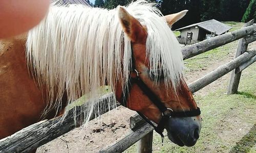 View of horse in ranch