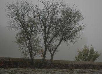 Bare trees on field