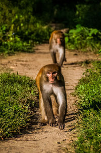 Monkey family walking into the jungle following me