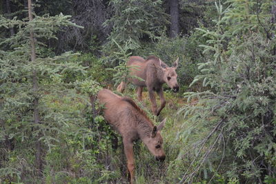 Horse standing in a forest