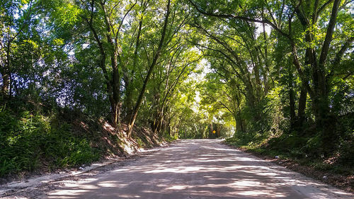 Empty road along trees in forest