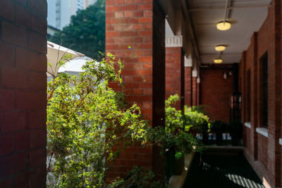 Potted plants on wall of building