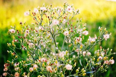 Close-up of flowers growing in field