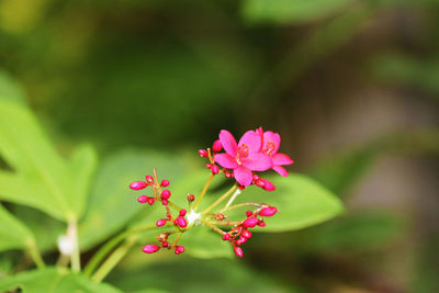 Close-up of pink flowering plant