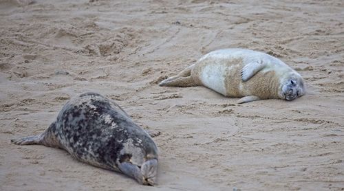 Seal mother and